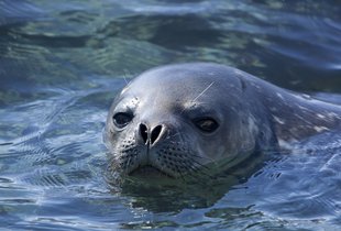swimming-weddell-seal-helicopter-voyage-cruise-antarctica-wildlife-marine-life-win-van-passel.jpeg