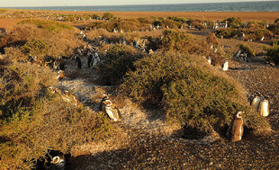 penguins-argentina-peninsula-valdes.jpg