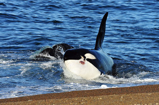 orca-killer-whale-peninsula-valdes-argentina-patagonia.jpg