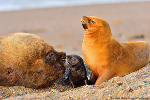 seals-peninsula-valdes.jpg