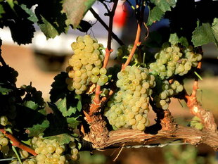 mendoza-grapes-wine-region-patagonia-argentina.jpg