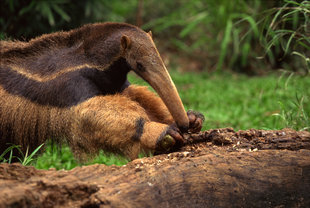 ant-eater-esteros-del-ibera.jpg