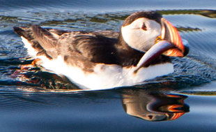 Puffin Iceland Fjord.jpg