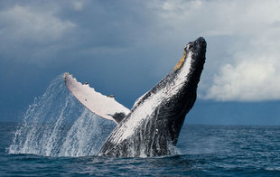 humpback-whale-akureyri-iceland-marine-life-natural-wonders.jpg