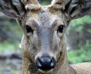 southern-andean-deer-torres-del-paine-patagonia-chile-wilderness-holiday.jpg