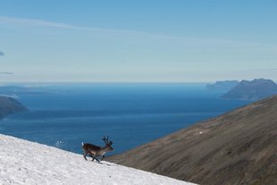 reindeer-2.jpg