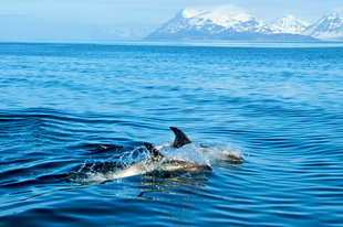 Dolphins Lyngen Alps Northern Norway.jpg