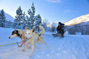 Dog Sledding in Norway Arctic Circle Lyngen Alps