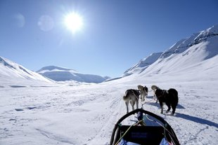 Dog Sledding in Spitsbergen