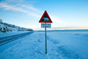 Polar Bear Warning Sign