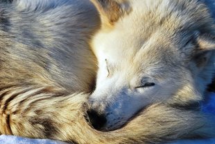 husky-sleeping-dog-sleeding-high-arctic-wilderness-adventure-northern-lights.jpg