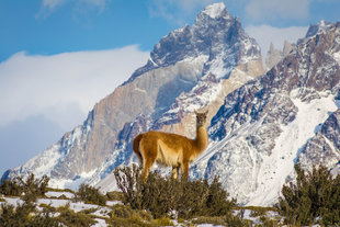 guanaco-wilderness-wildlife-patagonia-chile-torres-del-paine-holiday-adventure.jpg