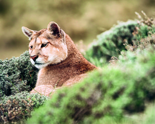 Puma torres del paine Patagonia  Wilderness.jpg