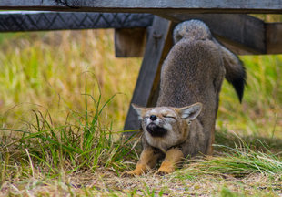 fox torres del paine wildlife patagonia ecocamp chile.jpg