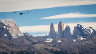 condor-torres-del-paine-view-towers-patagonia.jpg
