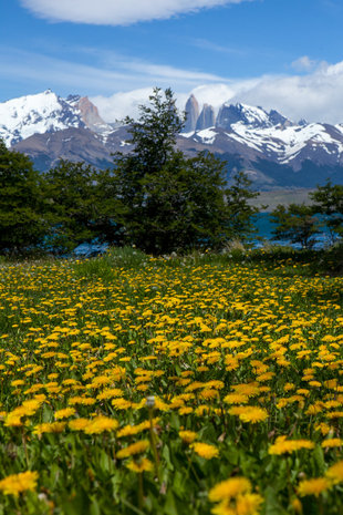wildlife patagonia torres del paine.jpg