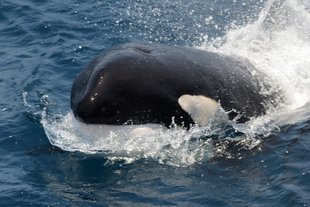 Orcas gather off the coast of Northern Norway  to prey on Herring as they Shelter inshore over Winter