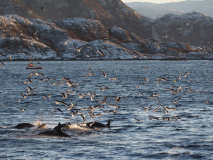 Orcas & Seabirds chasing Herring in northern Norway