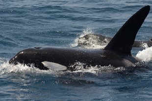 An Orca breaks the surface