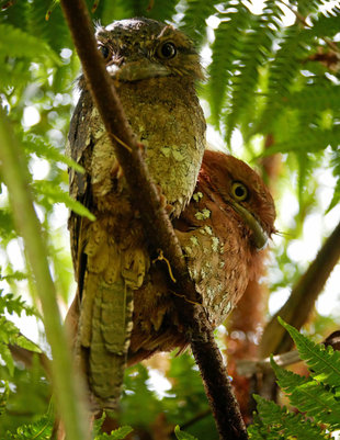 Sri Lanka Frogmouth - Ralph Pannell