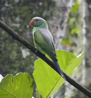 Layards Parakeet