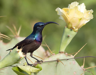 Lotens Sunbird