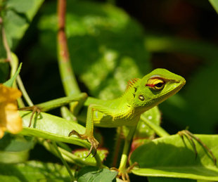 Lizard in Sinharaja - Ralph Pannell
