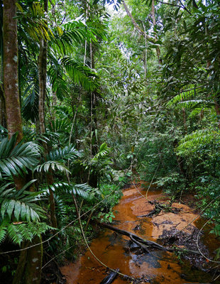 Sinharaja Rainforest Reserve - Ralph Pannell
