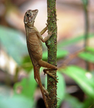 Kangaroo Lizard