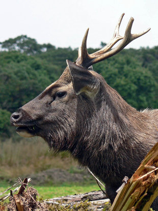 Sambur Deer