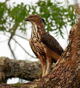 Birdwatching in Sri Lanka - Charlotte Caffrey