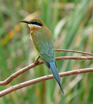 Blue Tailed Bee Eater - Ralph Pannell