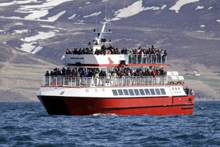 Akureyri Iceland whale watching humpback.jpg