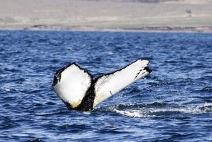 Whale Watching Akureyri Iceland Boat RIB.jpg