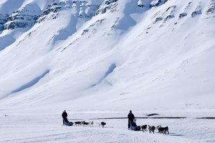 Dog Sledding in Spitsbergen