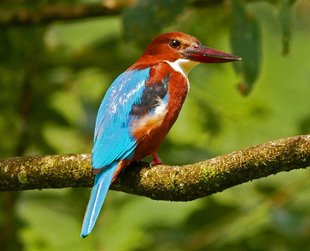 White Throated Kingfisher Sinharaja Rainforest  - Ralph Pannell