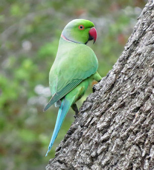 Rose Ringed Parakeet - Ralph Pannell