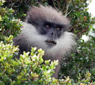 Purple Faced Langur - Charlotte Caffrey