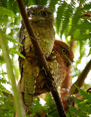Sri Lanka Frogmouth in the Sinharaja Rainforest - Ralph Pannell