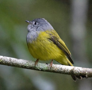 Grey Headed Canary Flycatcher