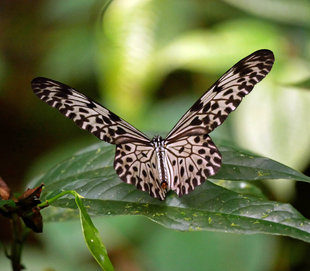 Butterfly in Sinharaja - Ralph Pannell