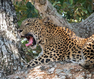 Leopard in the Yala National Park of Sri Lanka