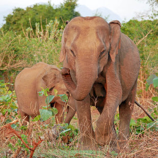 Asian Elephants at Udawalawe National Park - Ralph Pannell