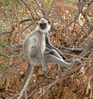 Langur Monkey - Ralph Pannell