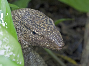 Land Monitor Lizard