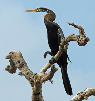 Oriental Darter - Ralph Pannell