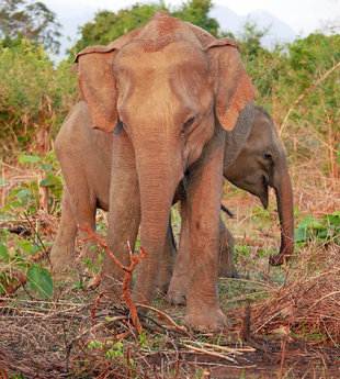 Asian Elephants - Ralph Pannell