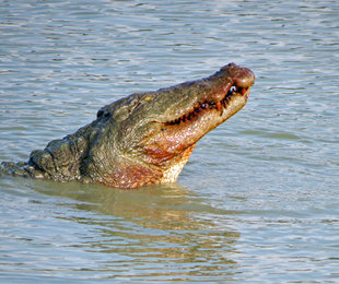 Crocodile in Sri Lanka