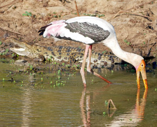 Painted Stork & Crocodile - Charlotte Caffrey