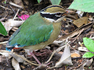 Birdwatching in Sri Lanka